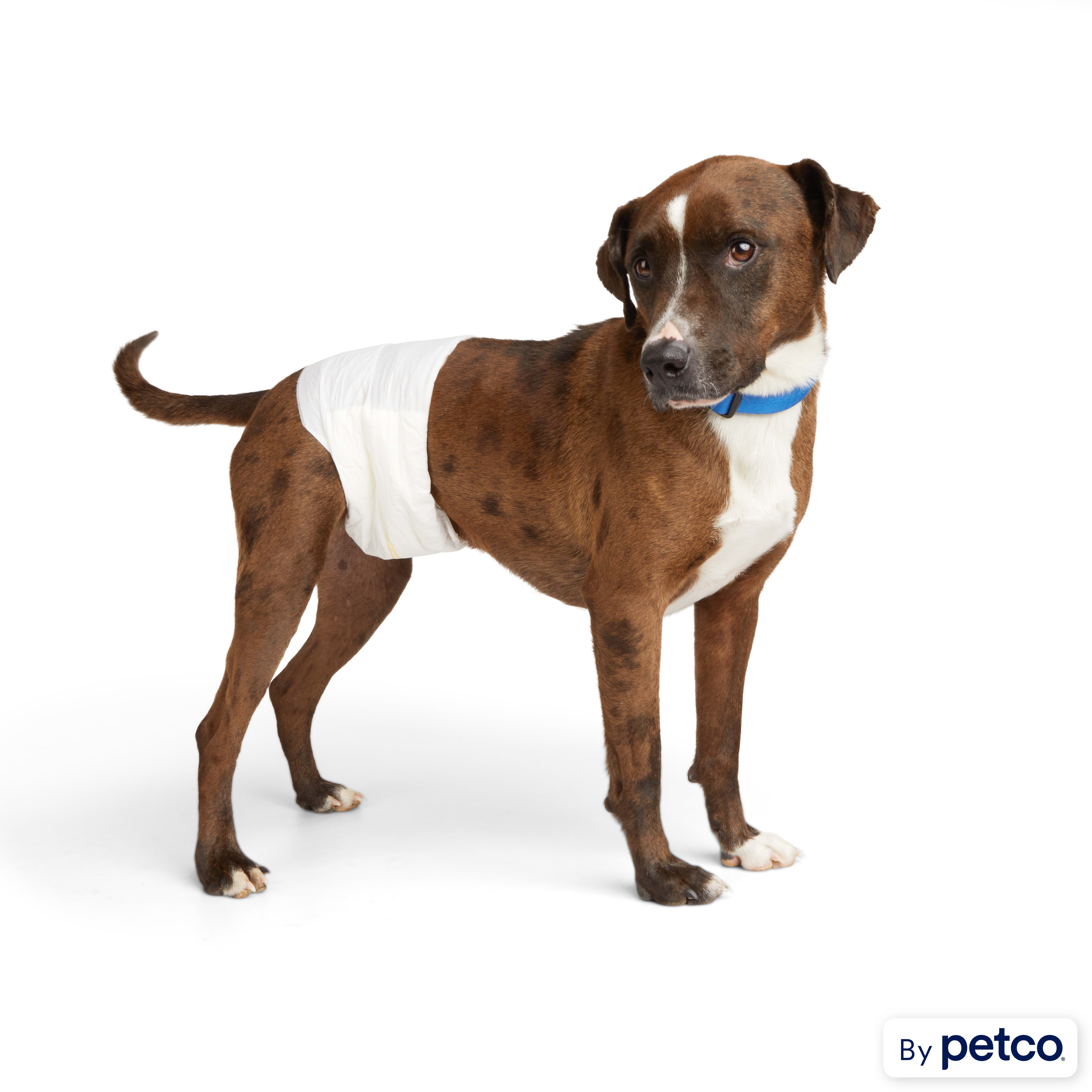 So Phresh Leak Guard Disposable Wrap For Male Dogs XX Small