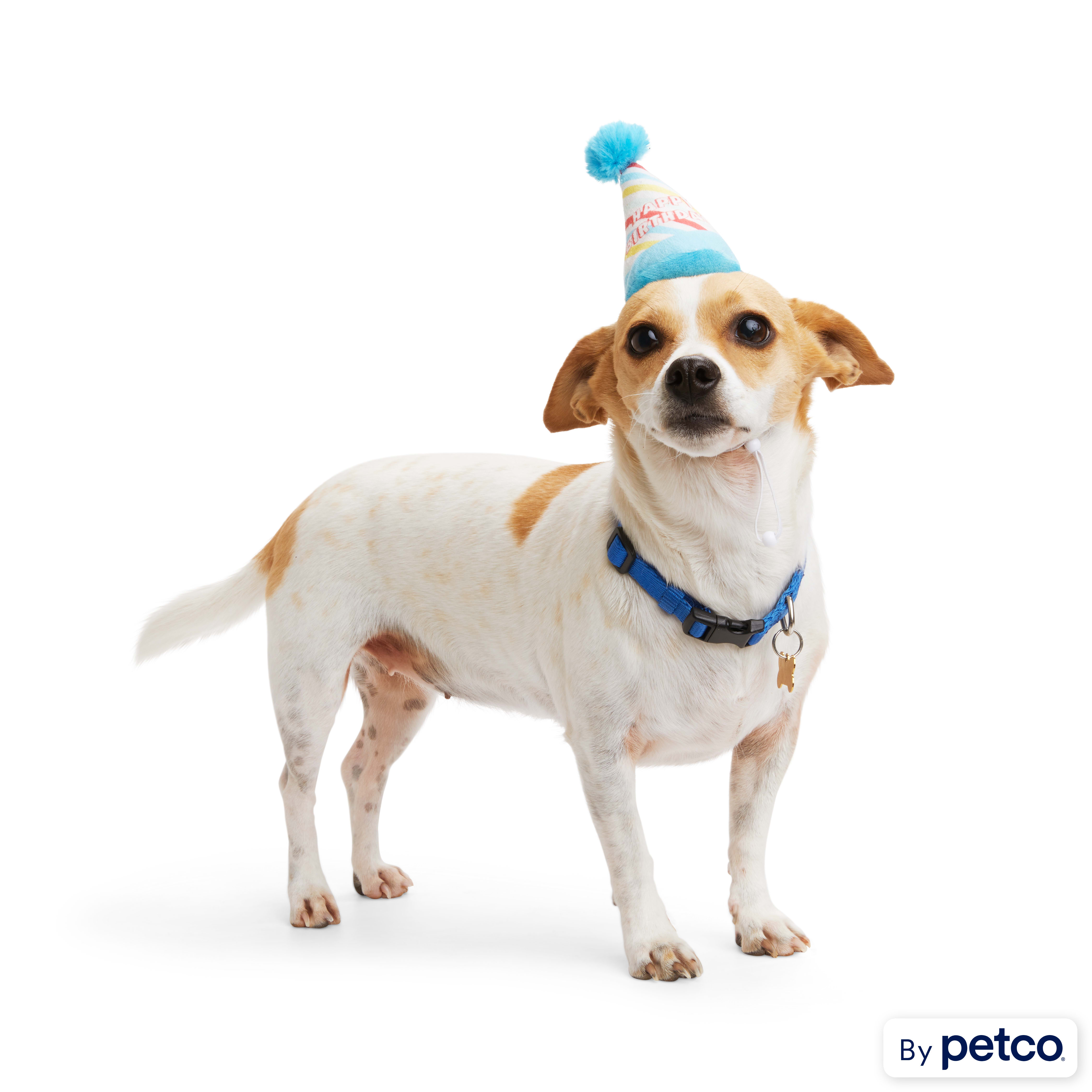 YOULY Multicolor Plush Birthday Dog Hat S M from Petco