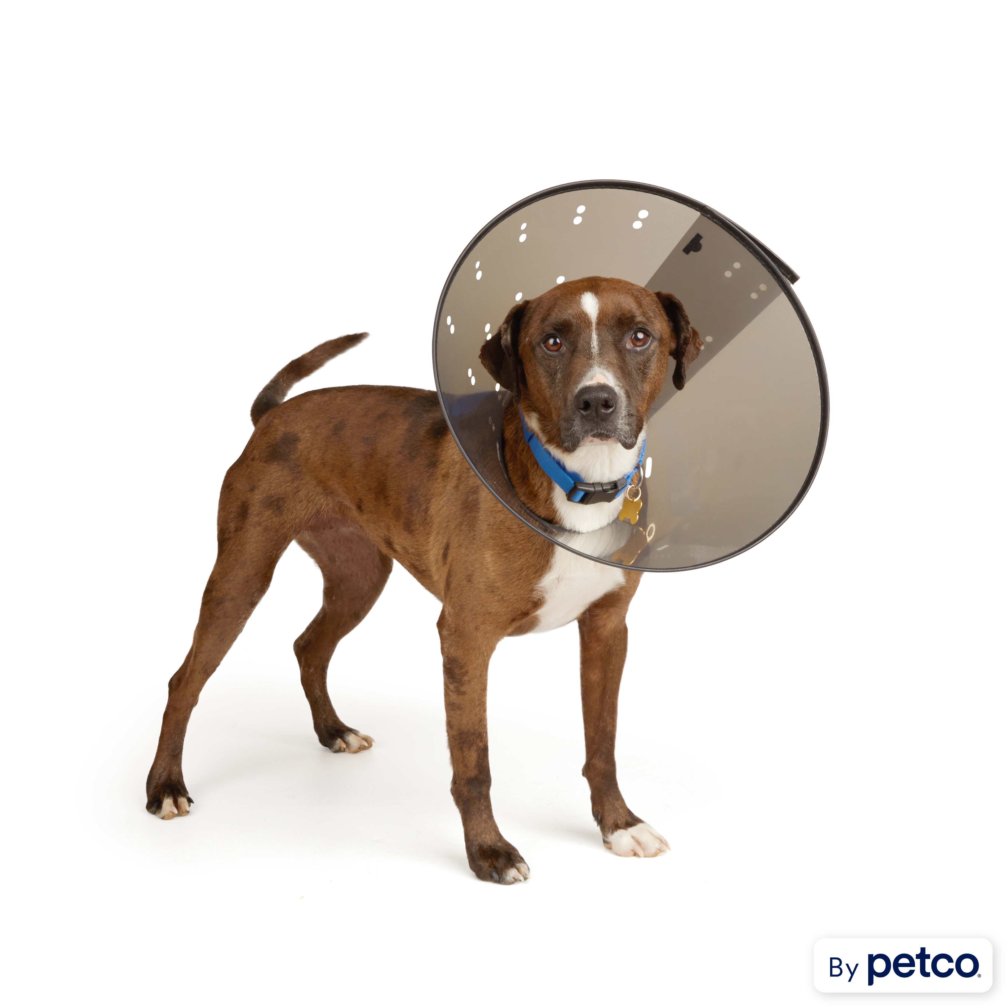 Well Good Recovery Cone Collar X Large 15.25 25