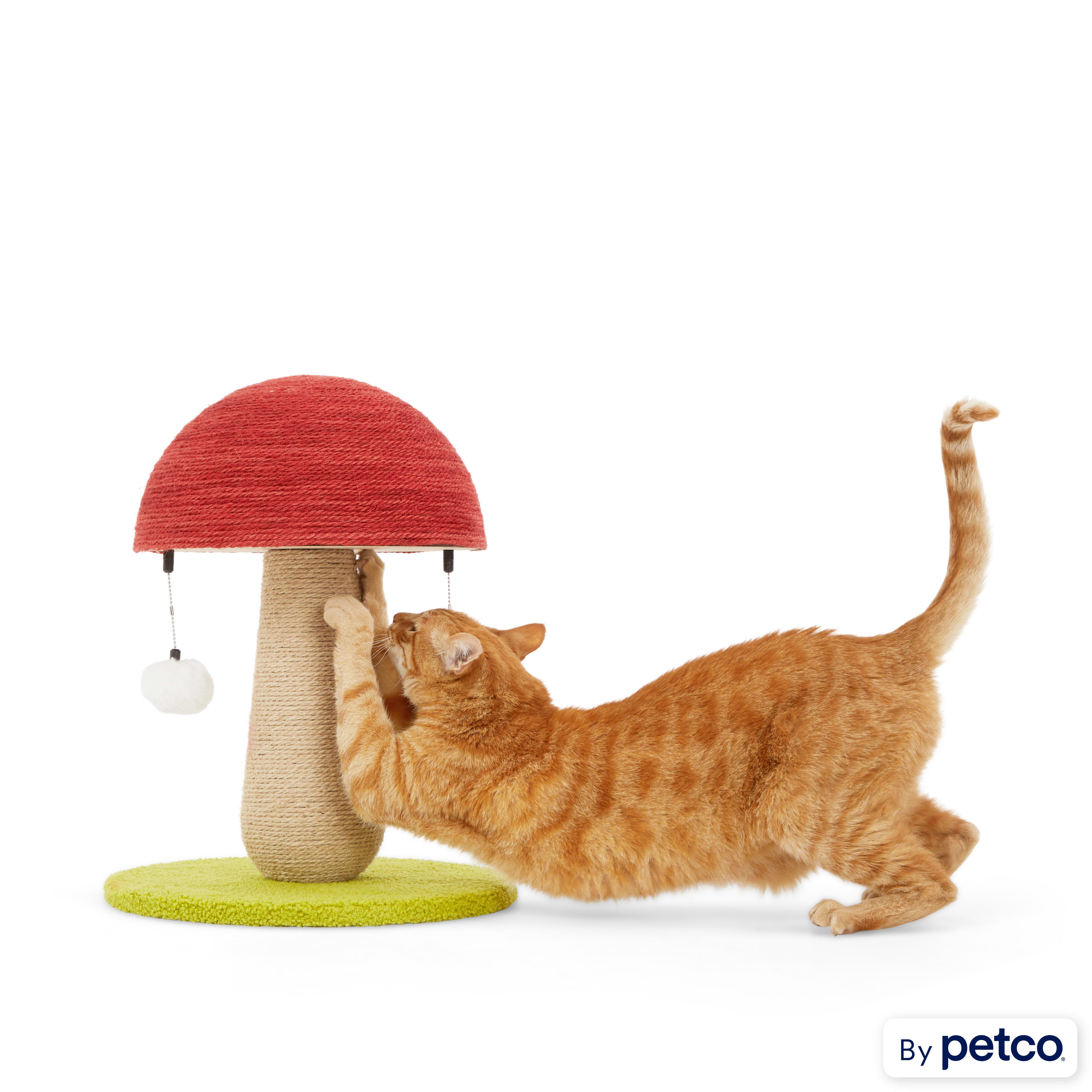 Cute cat scratching post store