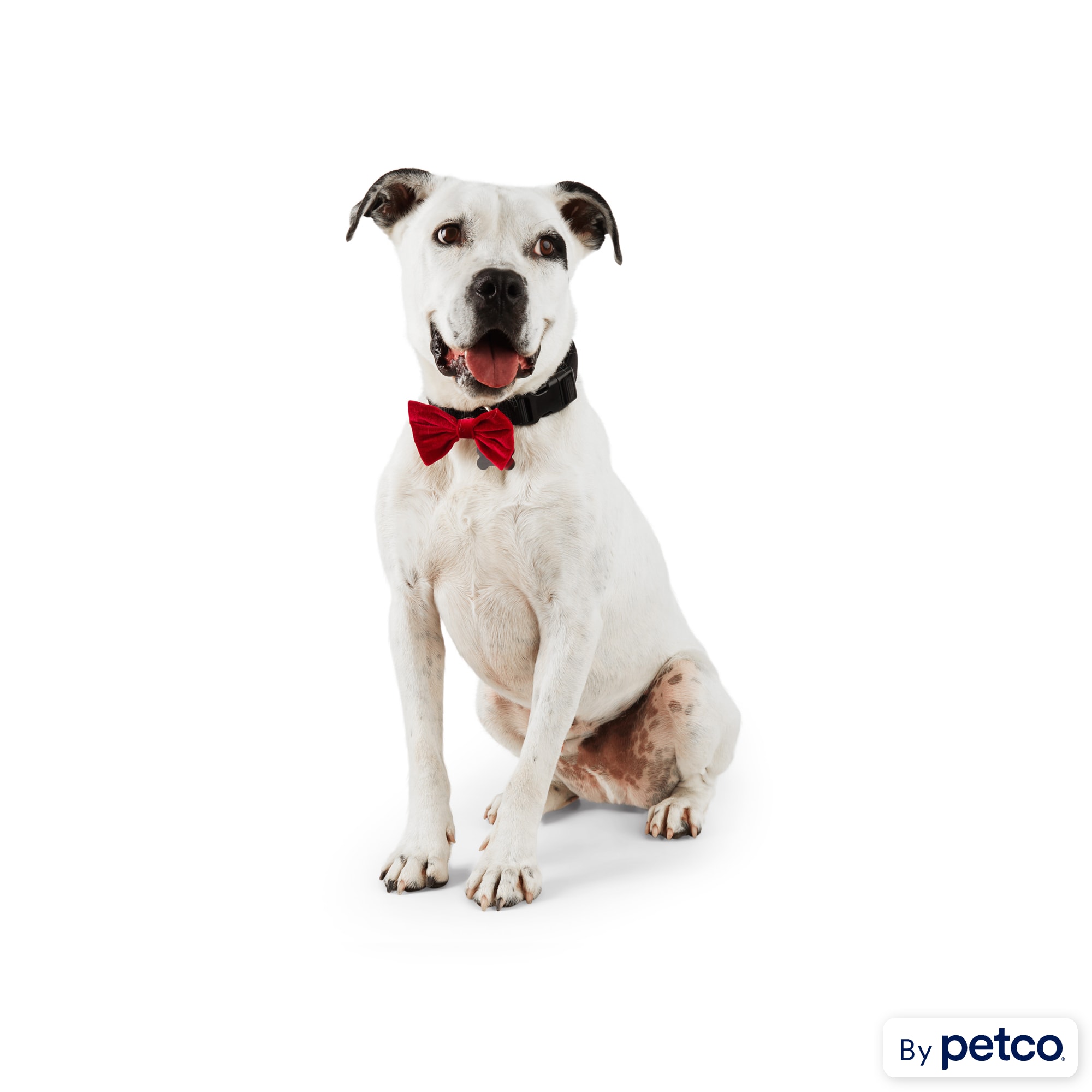 Petco dog bow sales tie