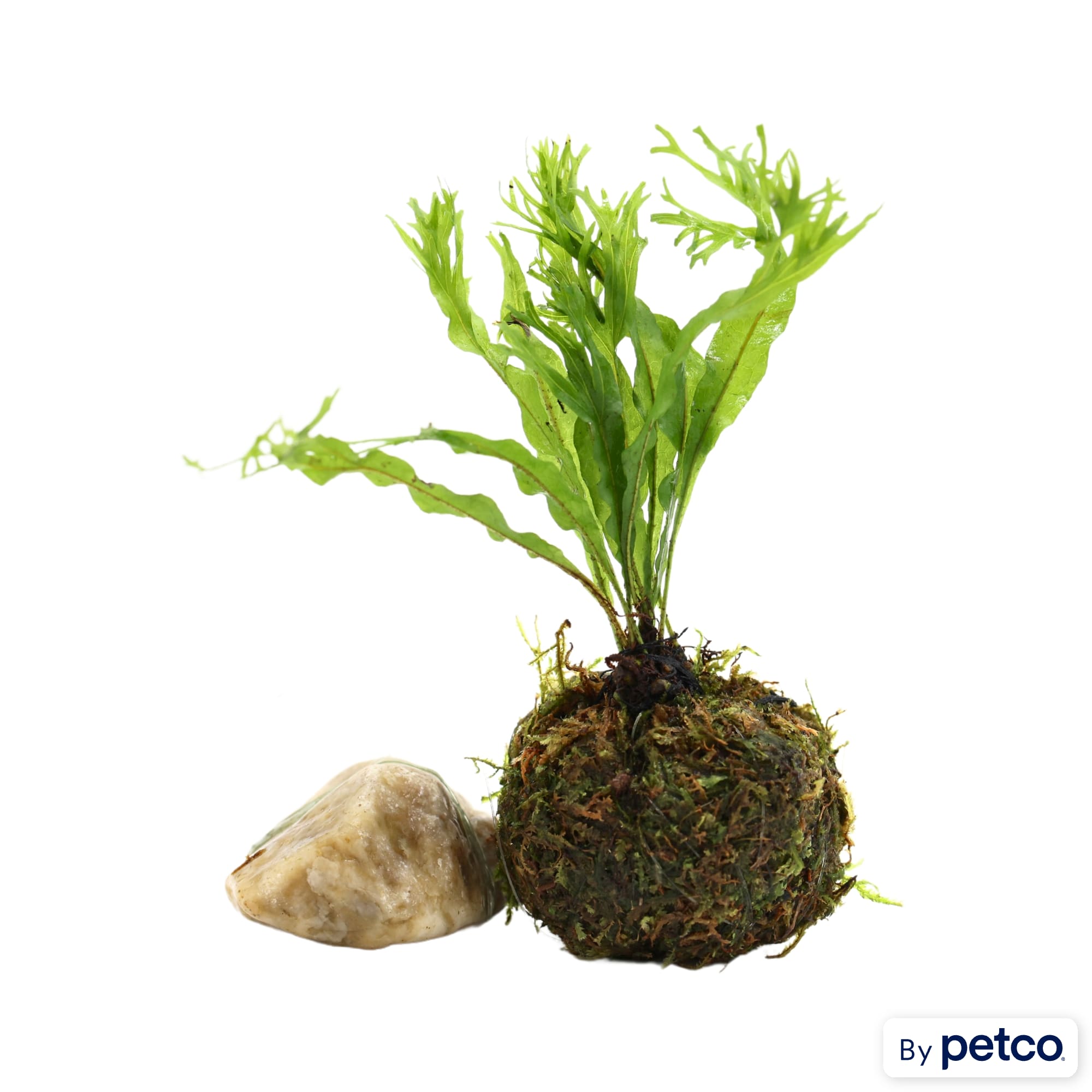 Betta moss ball care new arrivals