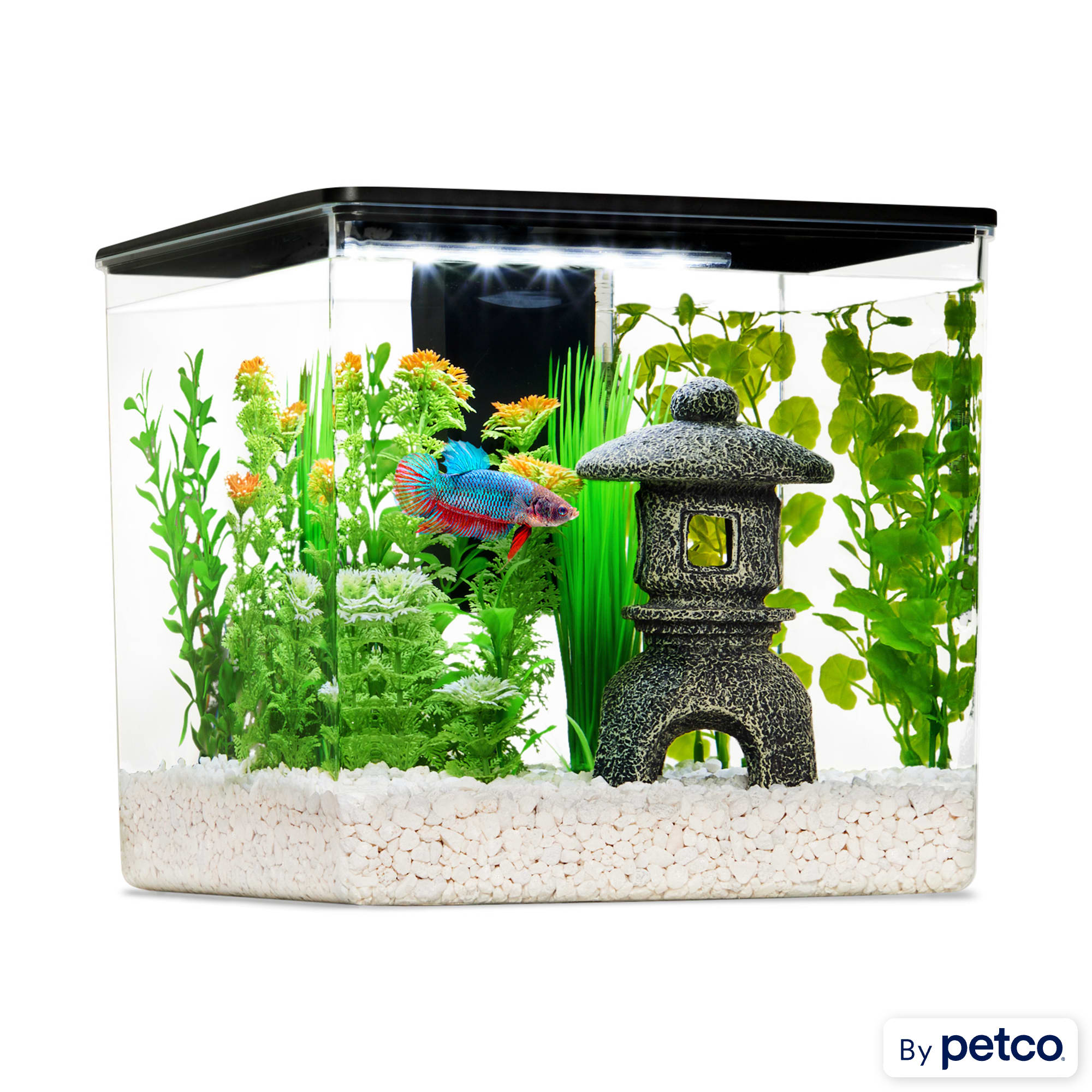 Betta fish plants petco 2025
