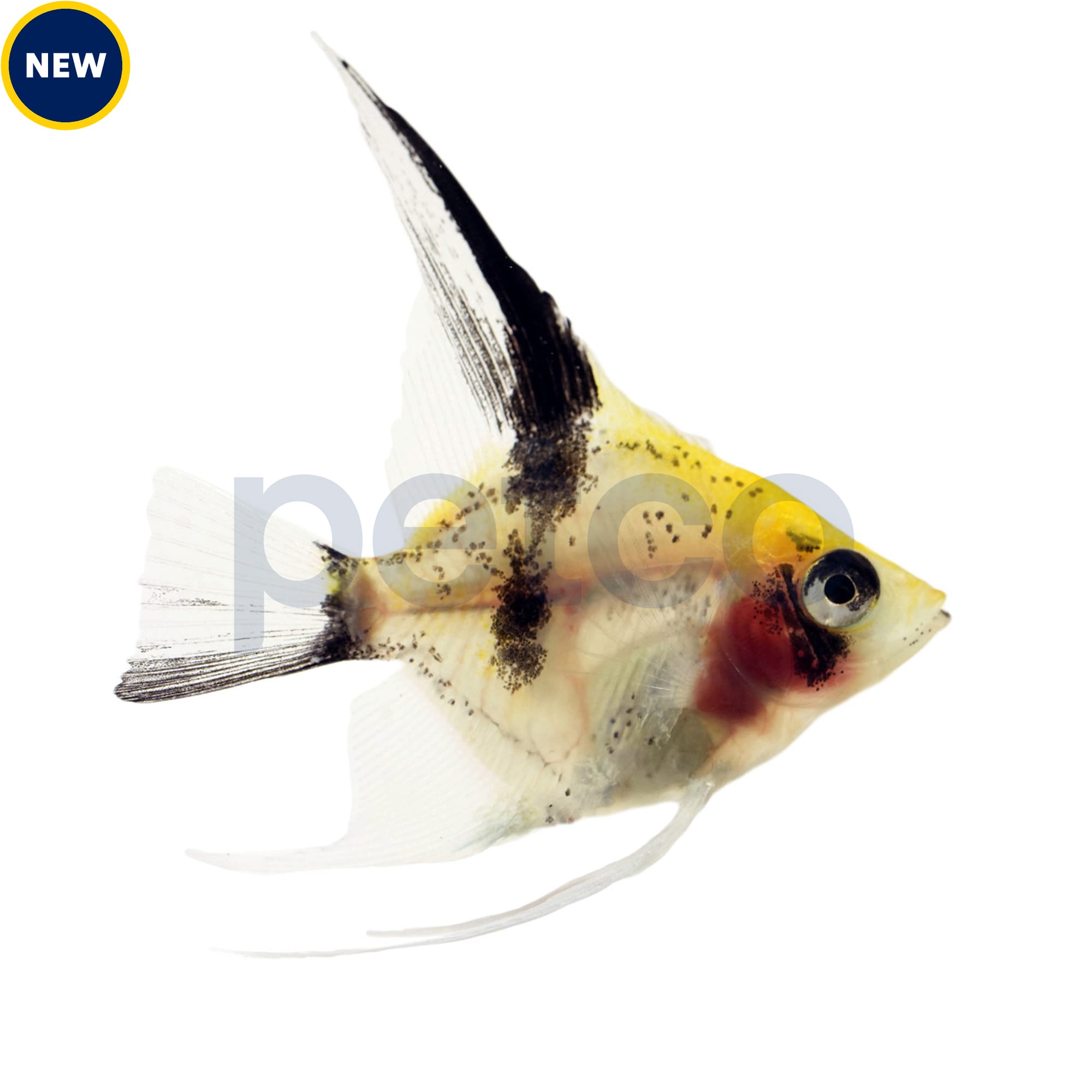 Petco angelfish 2025