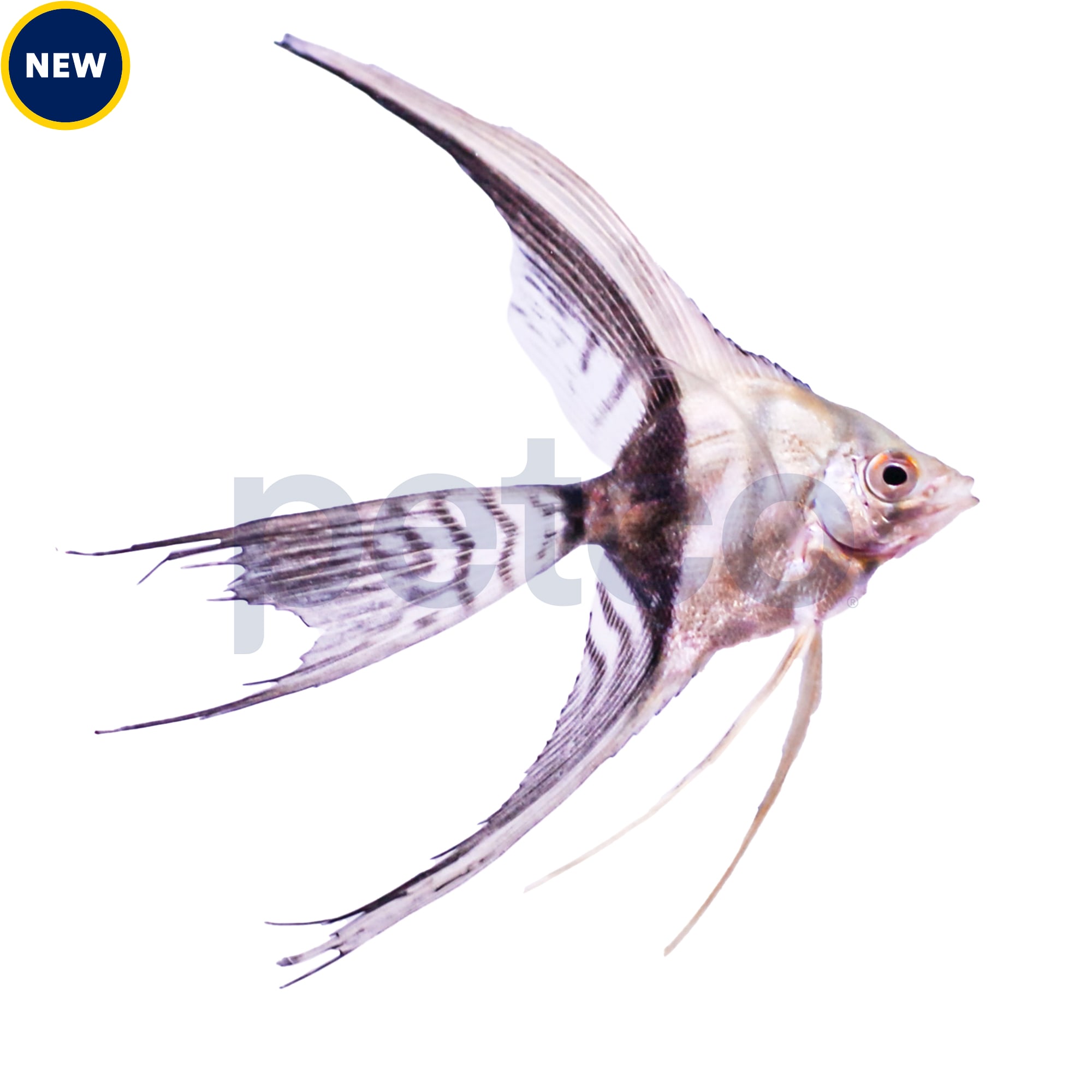 Black veil sales angelfish for sale