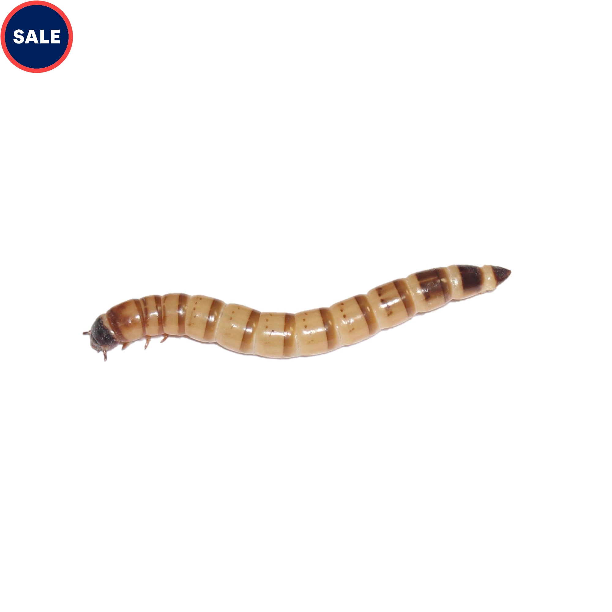Mack s Natural Reptile Food Superworms 250ct