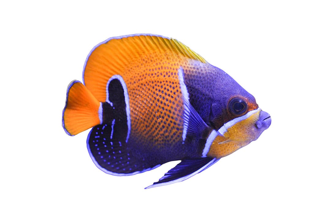 Angelfish care hot sale