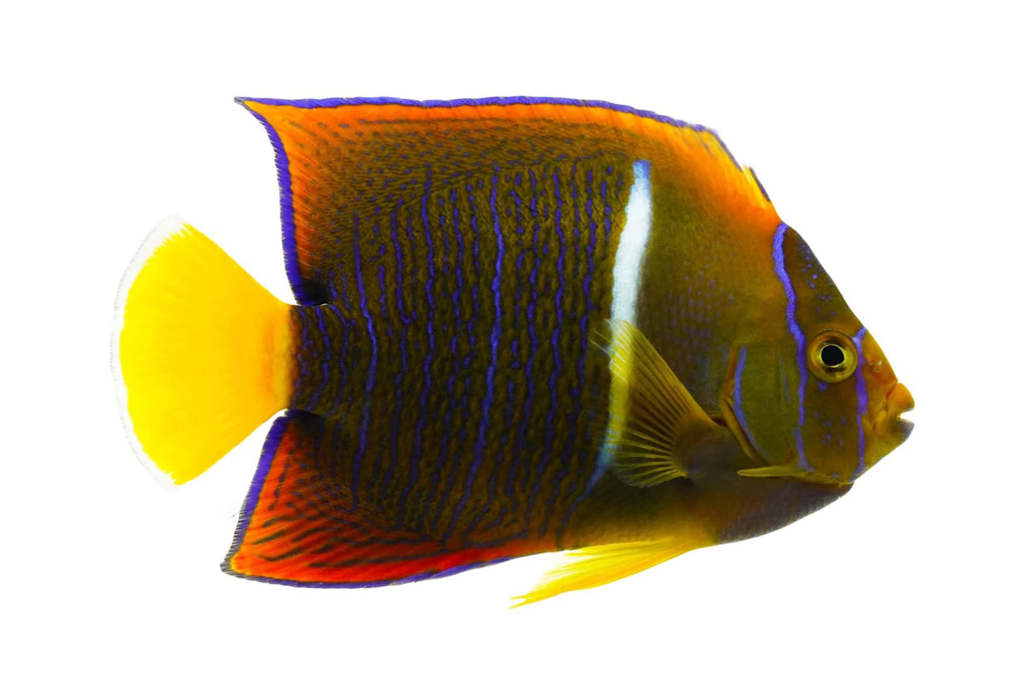 Indian Pea Pufferfish