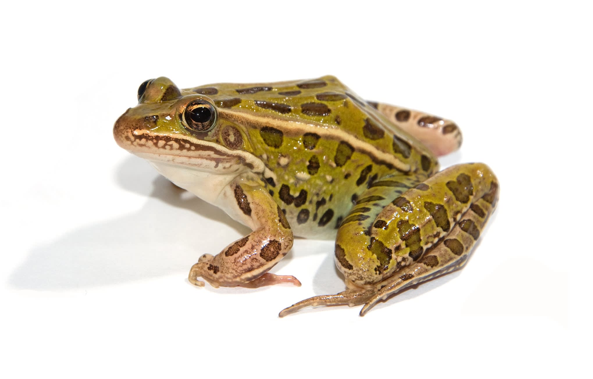 World's biggest frogs are so strong they move heavy rocks to build their  own ponds