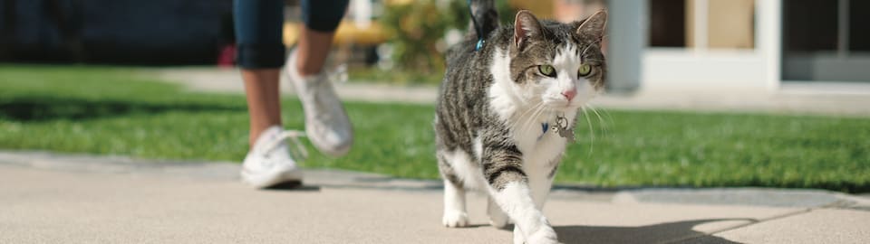 cat walking on leash