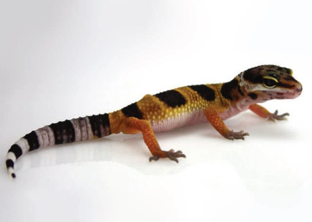 leopard gecko care sheet petco