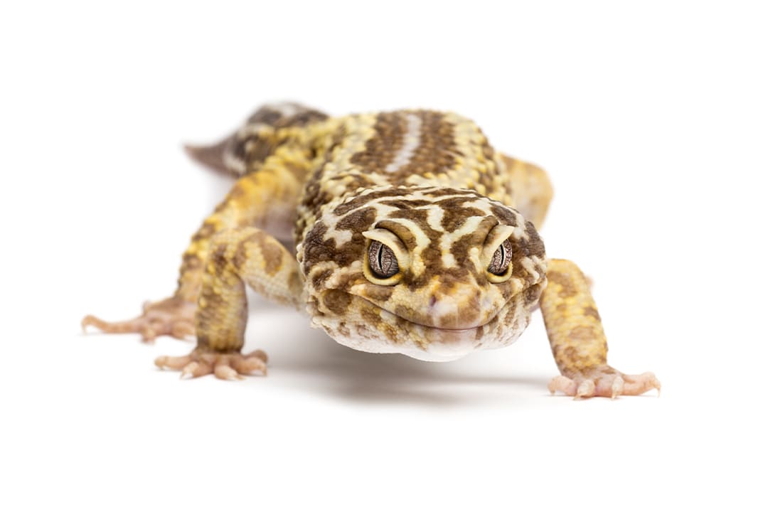 Leucistic Axolotl (Ambystoma mexicanum)