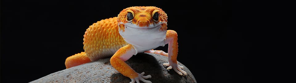 How to Sex Male and Female Geckos