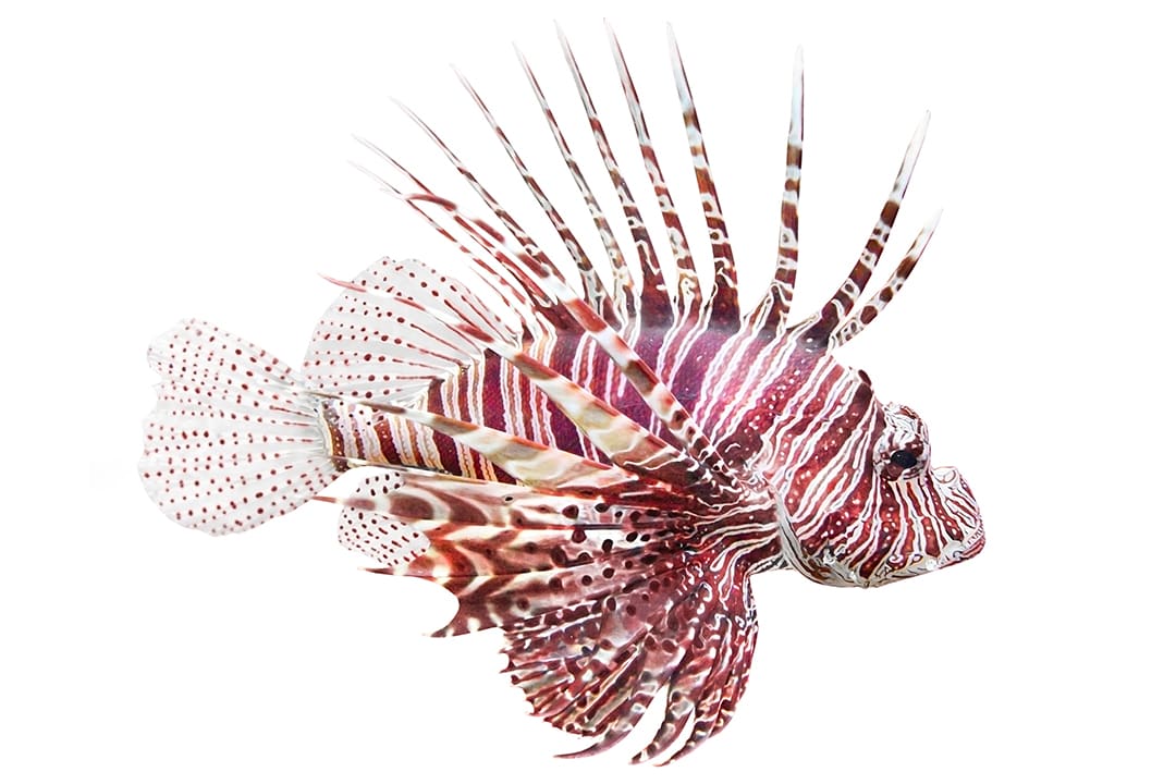 Lionfish care on sale