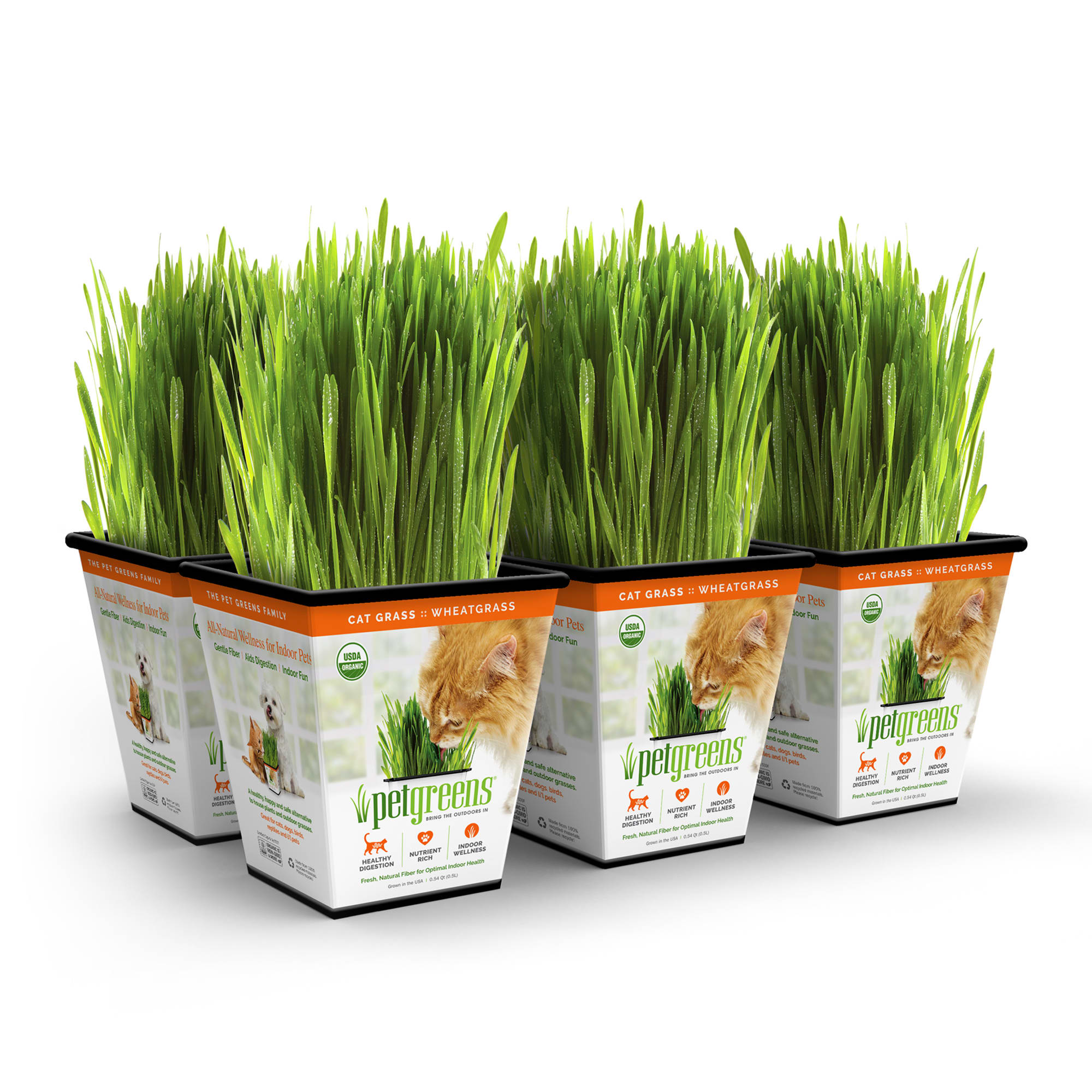 Cat grass