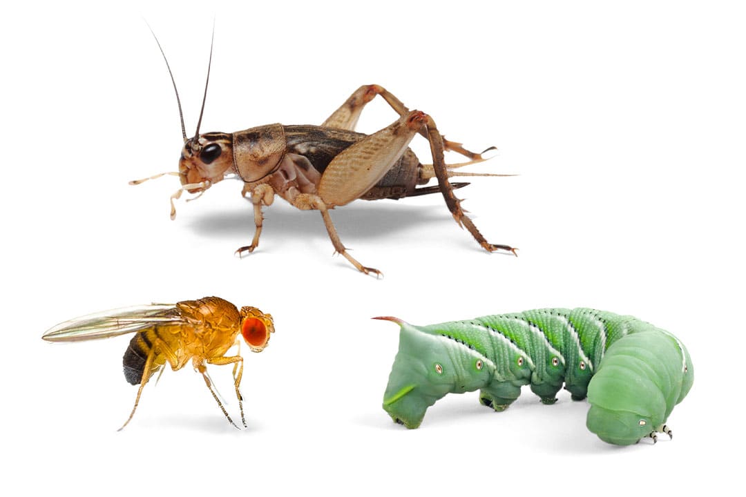 Pet-Safe Cricket and Roach Control for Reptile and Amphibian Owners