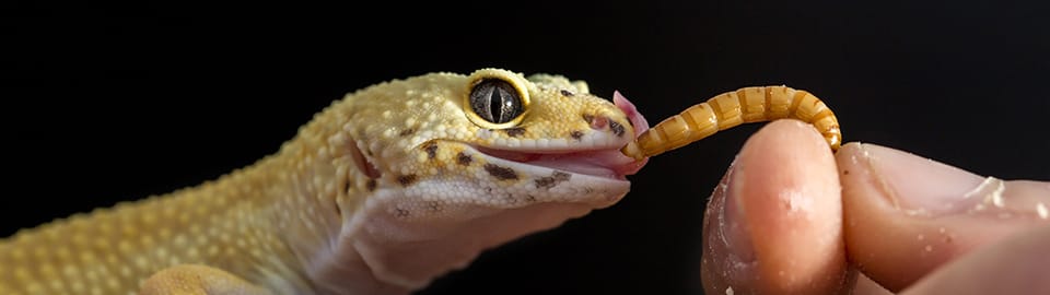 What Do Reptiles Eat?