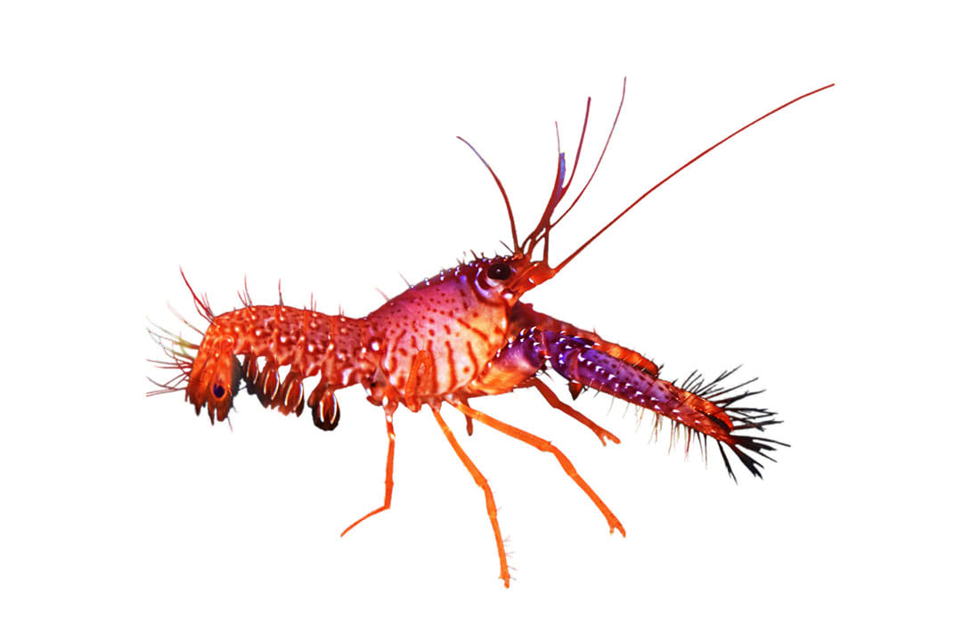 Marine Lobster Care Sheet: Food, Tank Size, Compatibility