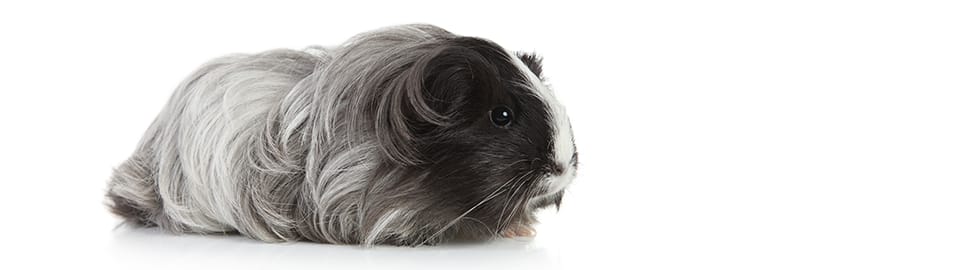 long haired guinea pig