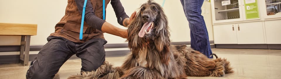 brush for wirehaired dogs