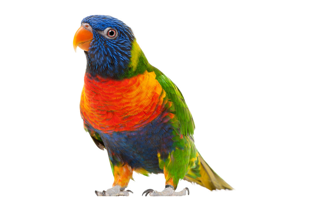 Rainbow 2024 lory bird