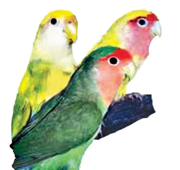 kinds of african lovebirds