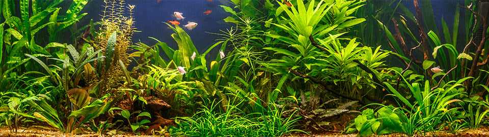 Petco freshwater outlet plants