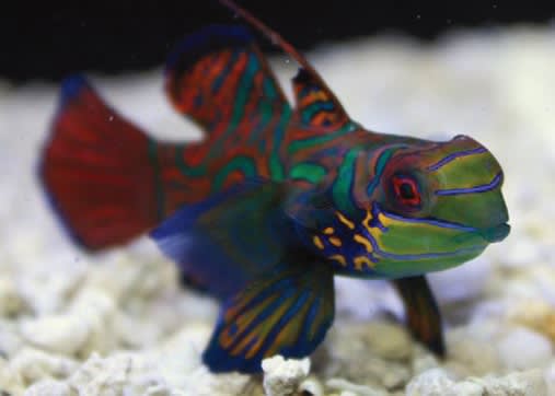 Mandarin Goby Care Sheet Petco