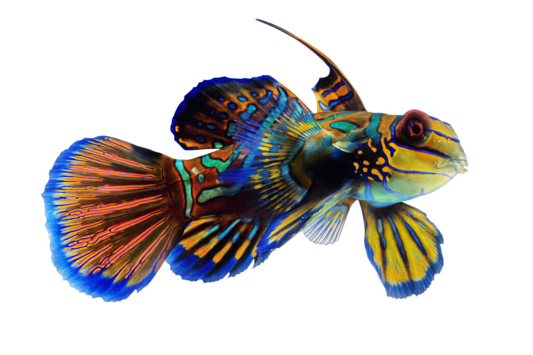 Mandarin on sale fish care