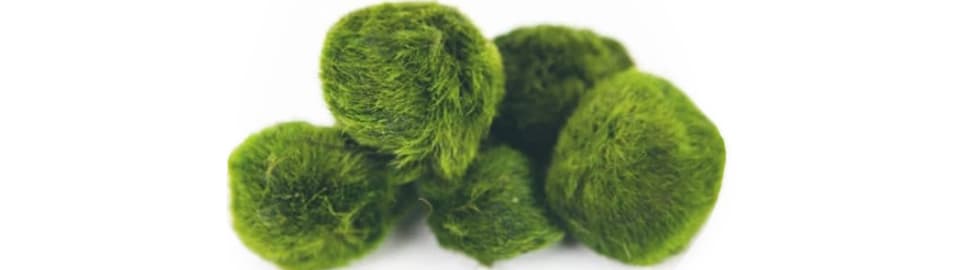 Marimo Moss Balls Care Sheet: Aquarium Requirements, Propagation & Habitat  Mates