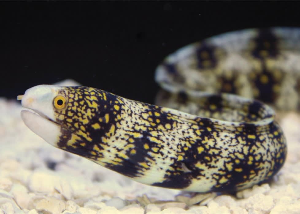 Marine Eel | Petco