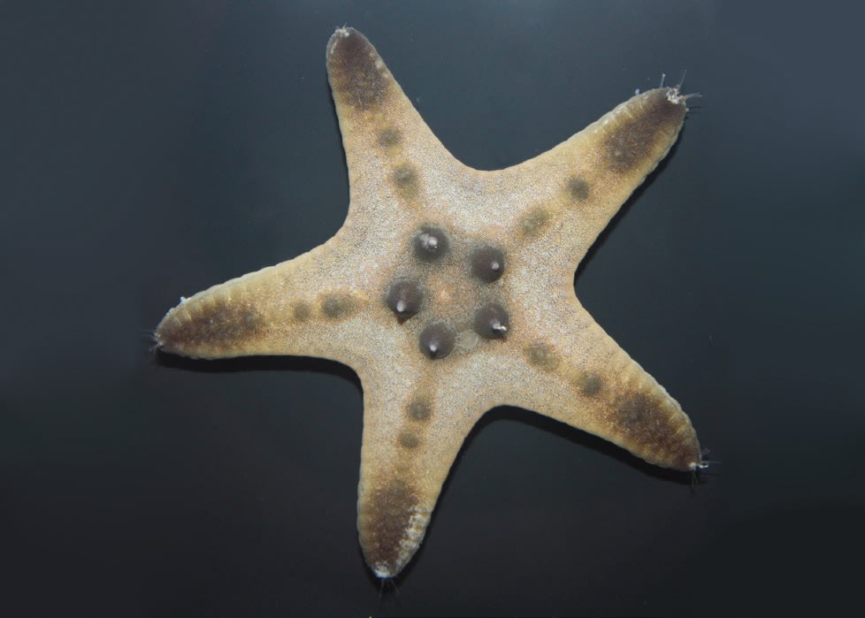 Black Brittle Sea Star (Ophiocoma echinata)