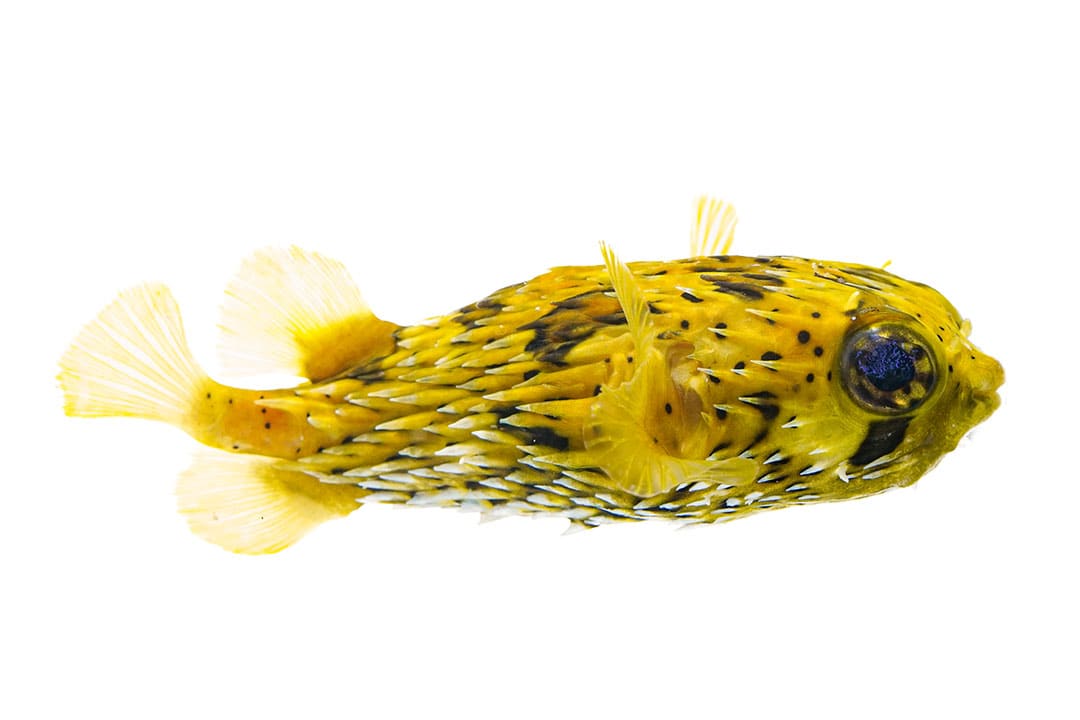 Indian Pea Pufferfish