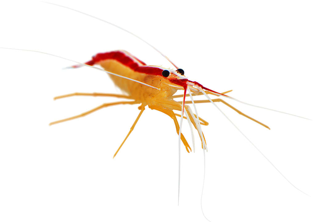 Petco freshwater outlet shrimp