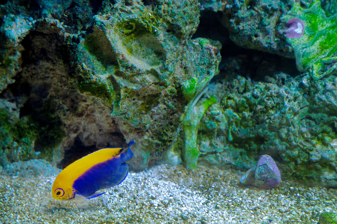 Marine FOWLR Aquarium