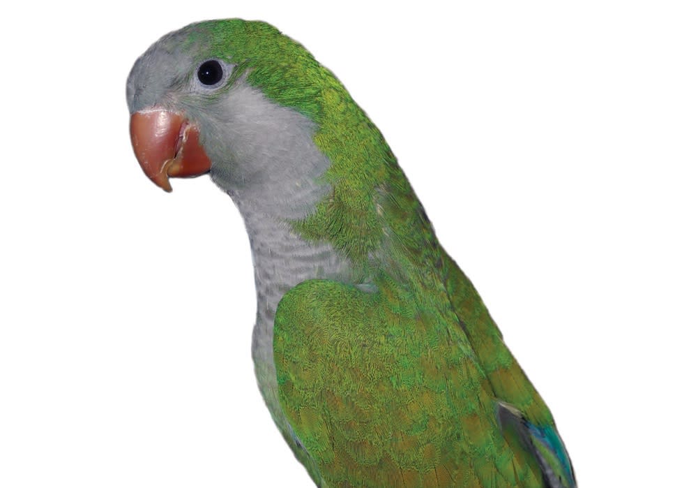 type of parakeets