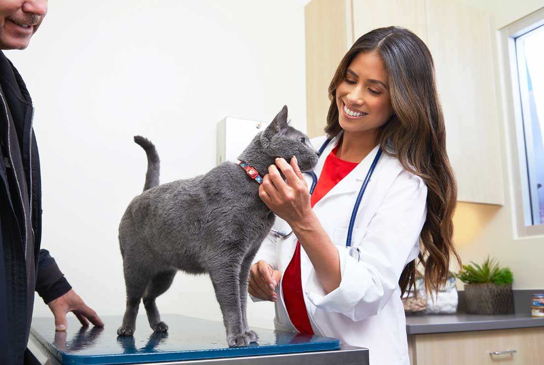 Gabapentin for Cats