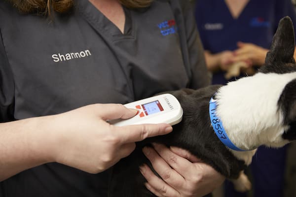 petsmart microchip dog