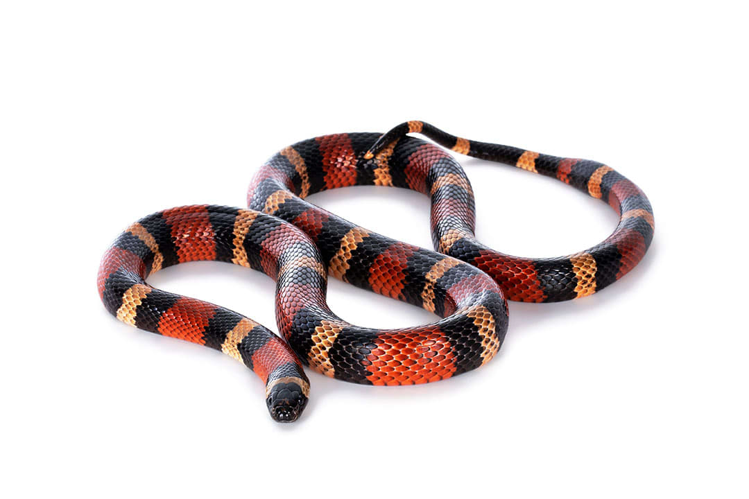 Coral snake, Diet, Size, Rhyme, & Facts