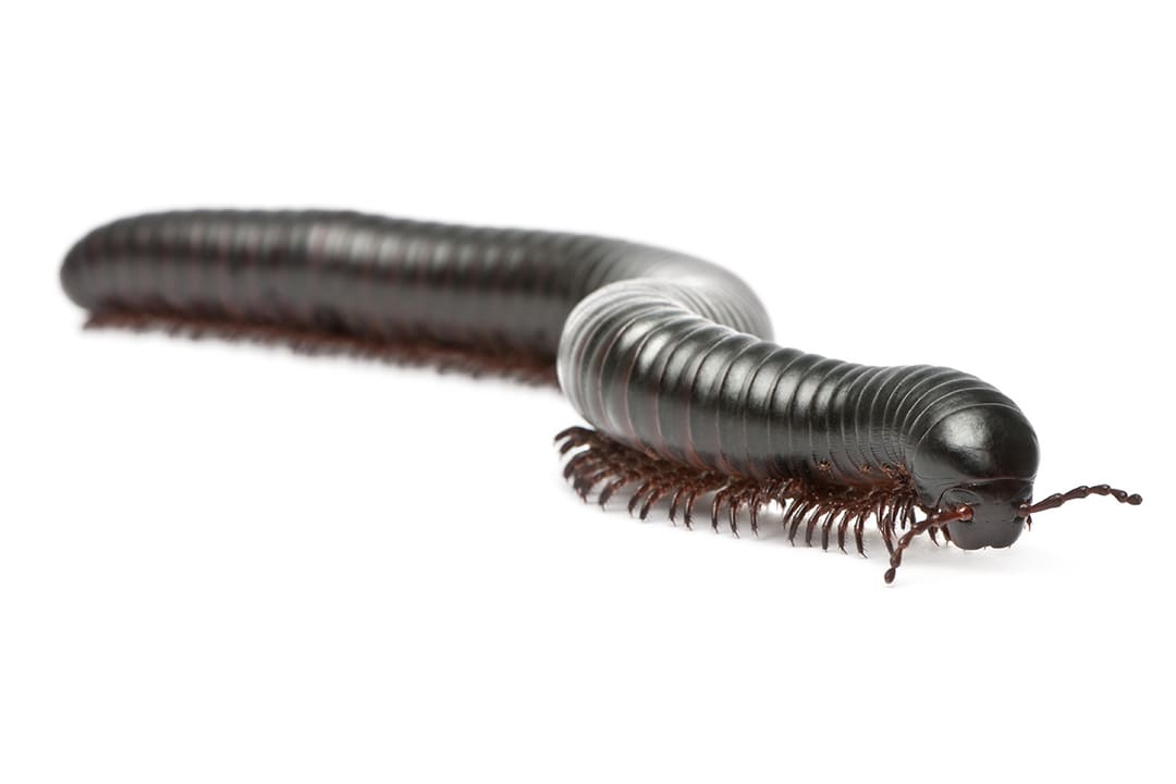 Millipede Care Sheet