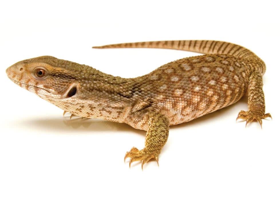 pet stores with lizards near me