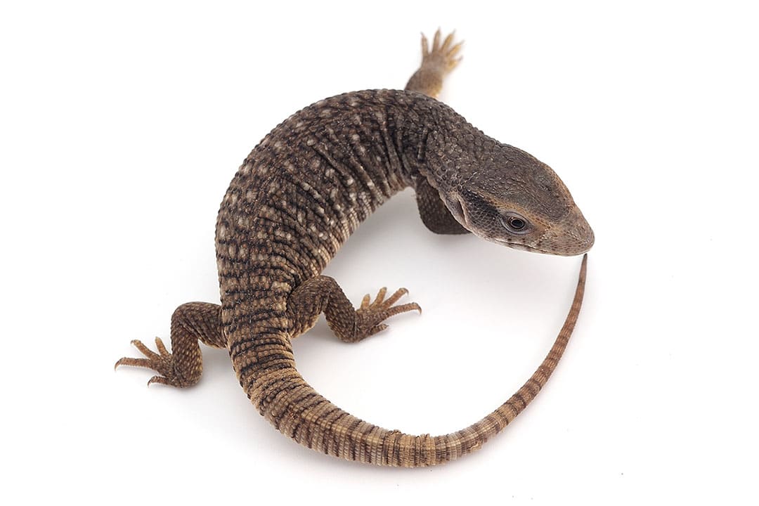 Small pet 2024 monitor lizards