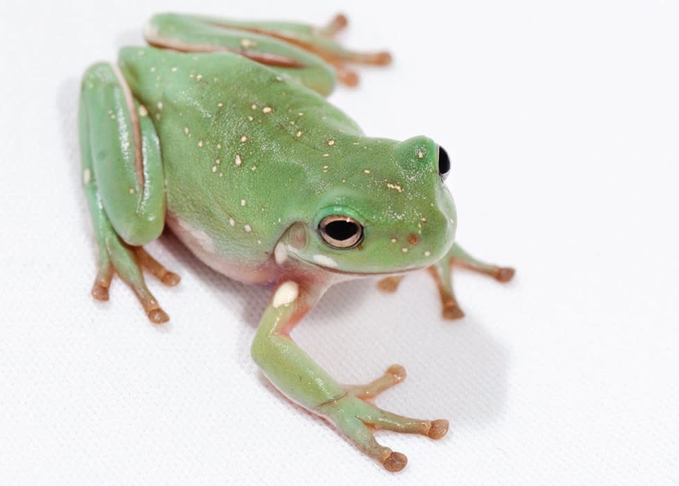 Monkey Tree Frog Care Sheet | Petco