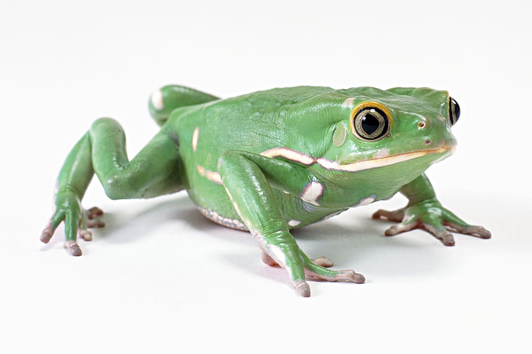 Wild About Texas: Amazing tree frog can climb glass