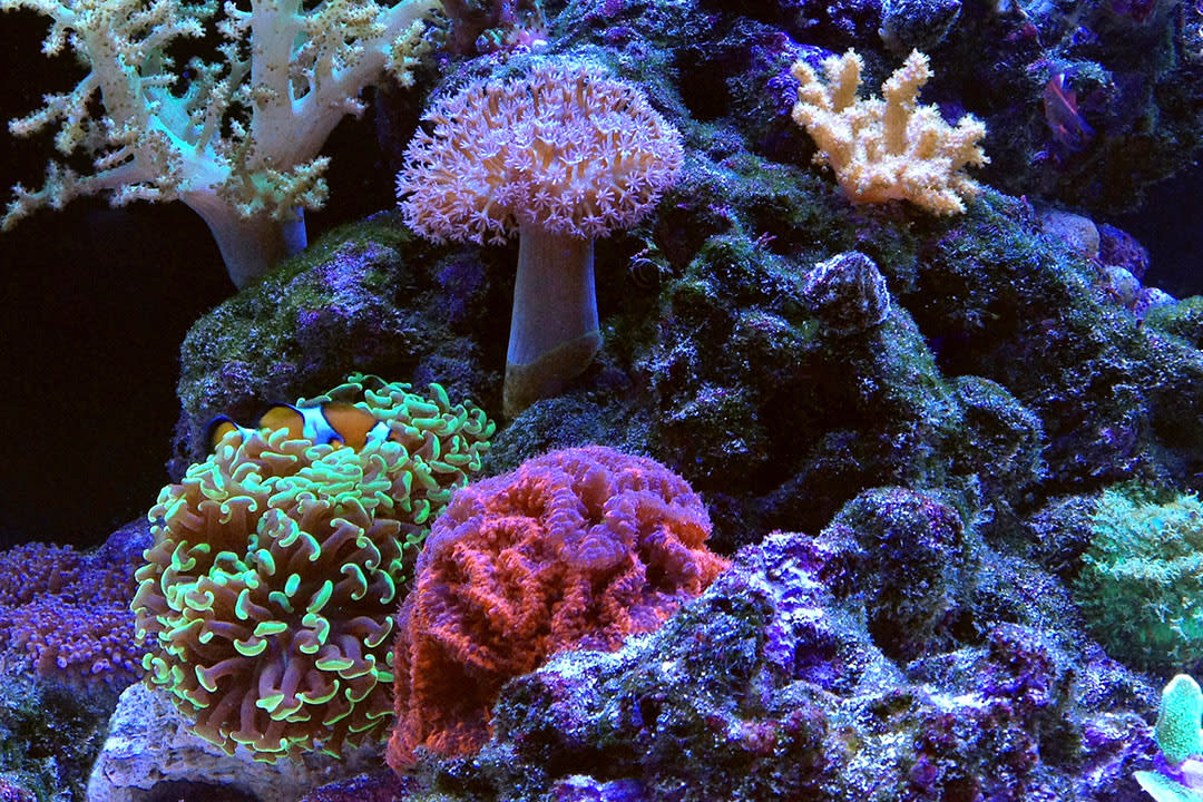 Nano Reef Aquarium
