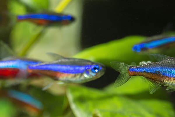 Cardinal tetra hot sale petco