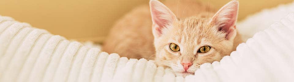 Budgeting Your First Year of Kitten Supplies Petco