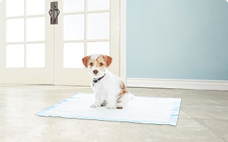 Petsmart Dog Training Class 2020 Review Is It Worth It