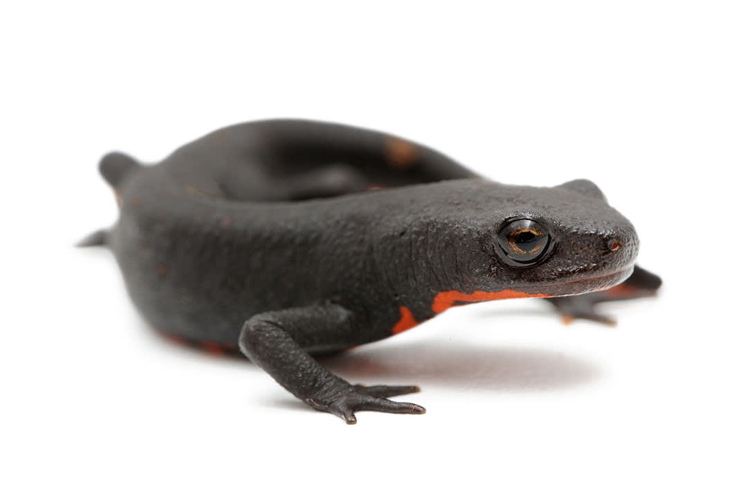 Salamanders And Newts Care Sheet: Food, Habitat & Health