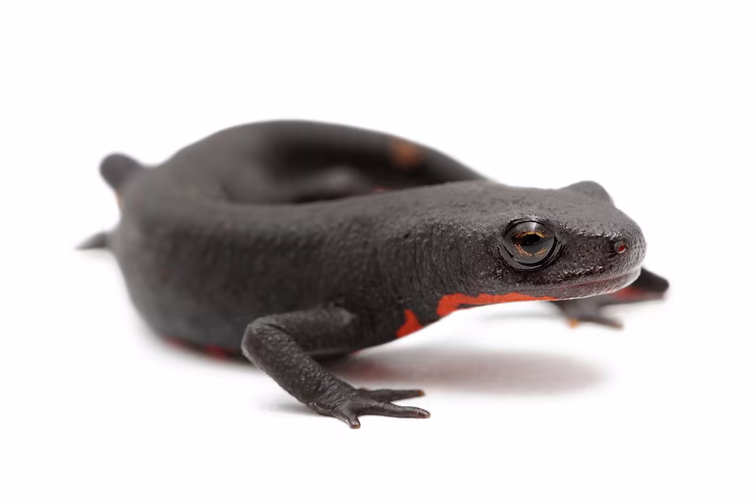 thumbnail image 2 of Zoo Med Axolotl & Aquatic Newt Food, 2 Oz 2oz | Pet Supermarket 2 of 10